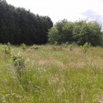 Community Orchard
